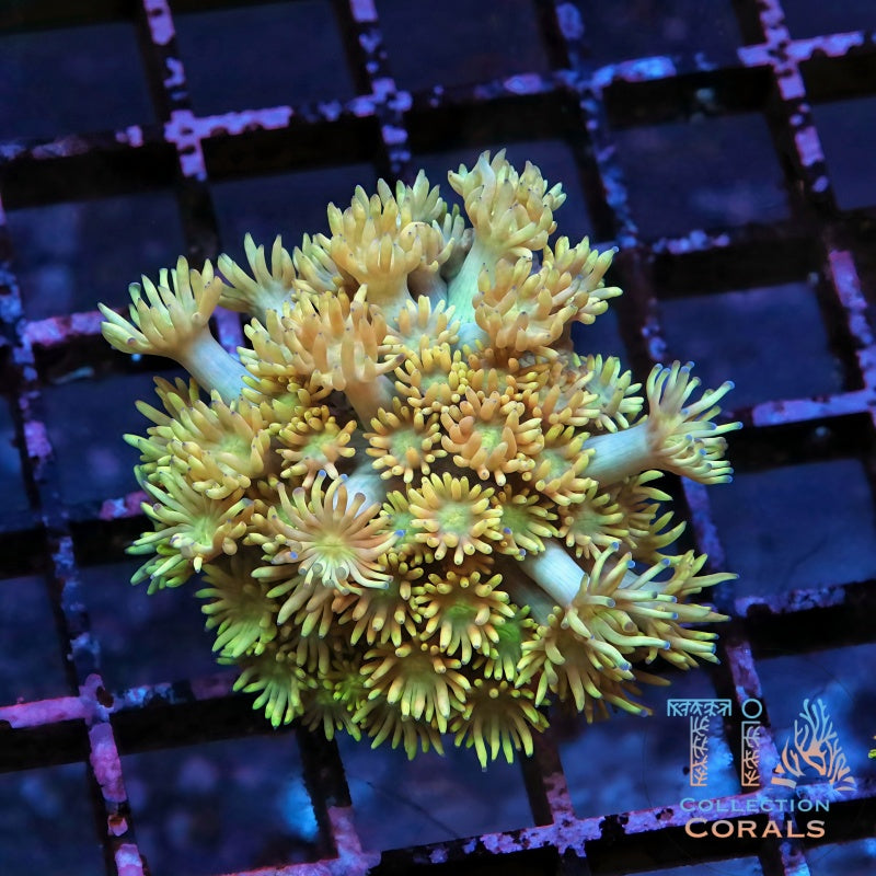 TIA Gold Rush Goniopora Frag - Live LPS Coral for Sale | TIA Coral