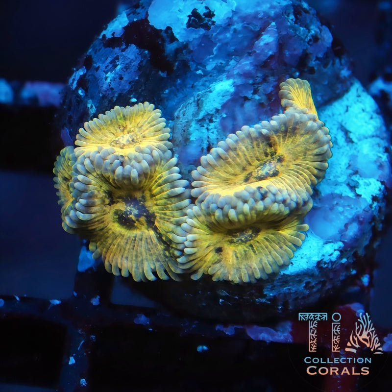 TIA Golden Age Zoanthids Frag - Live Softies Coral for Sale | TIA Coral