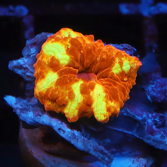 TIA Golden Goose Discosoma Mushroom - Live Softies Coral for Sale | TIA Coral