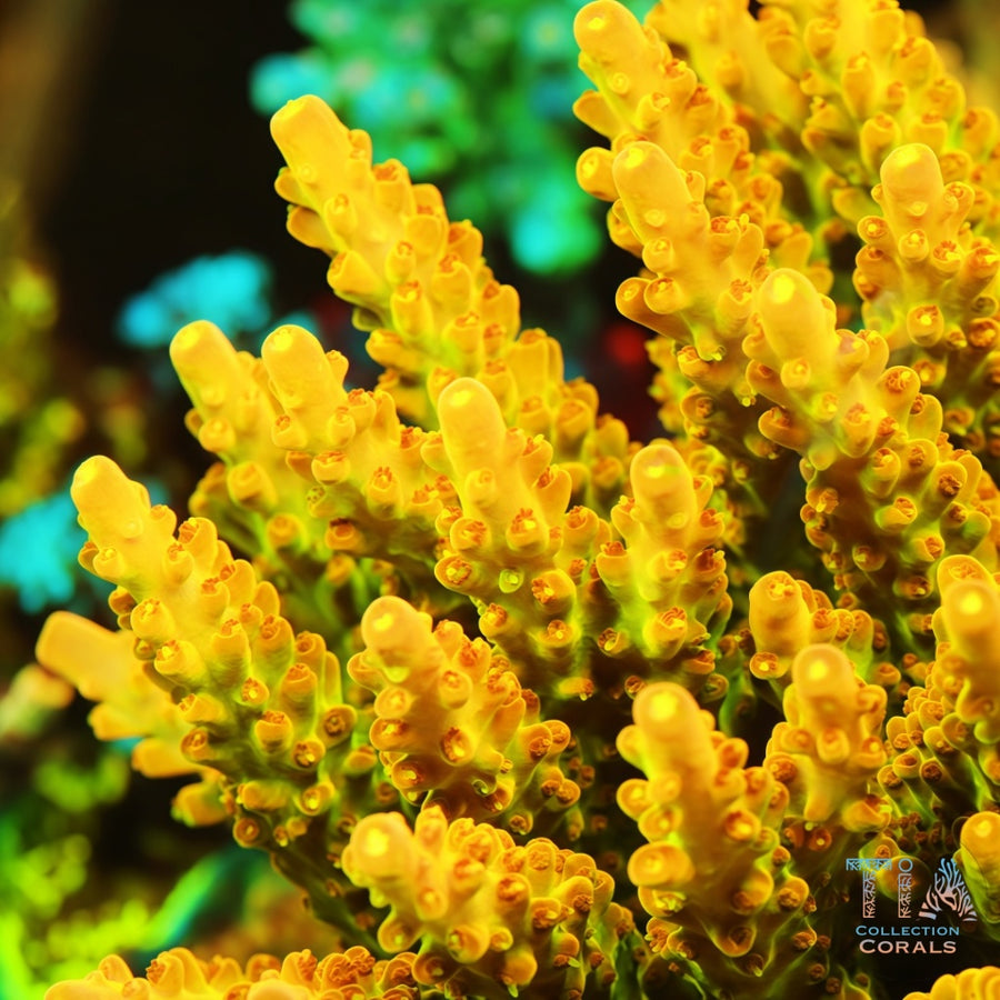 TIA Golden Knight Acropora Colony (cut to order), SPS coral
