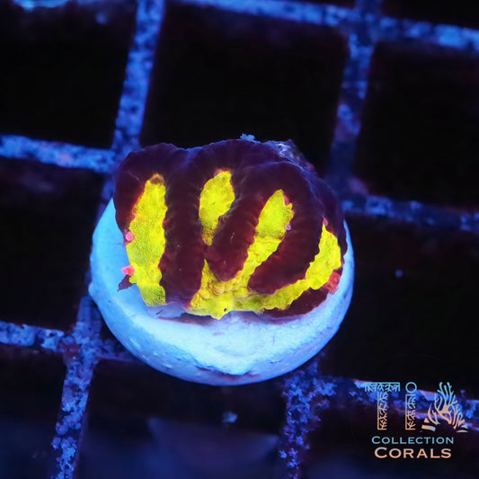 TIA Golden Runner Maze Coral Frag - Live LPS Coral for Sale | TIA Coral