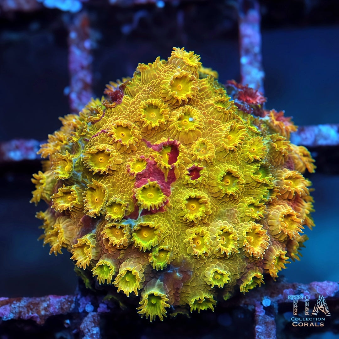 Grafted Skittles Bomb Cyphastrea Frag - Live LPS Coral for Sale | TIA Coral