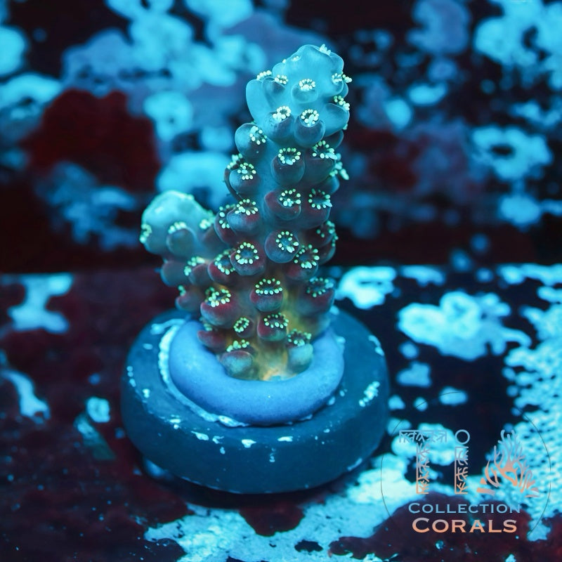 TIA Grape Juice Acropora Frag - Live SPS Coral for Sale | TIA Coral