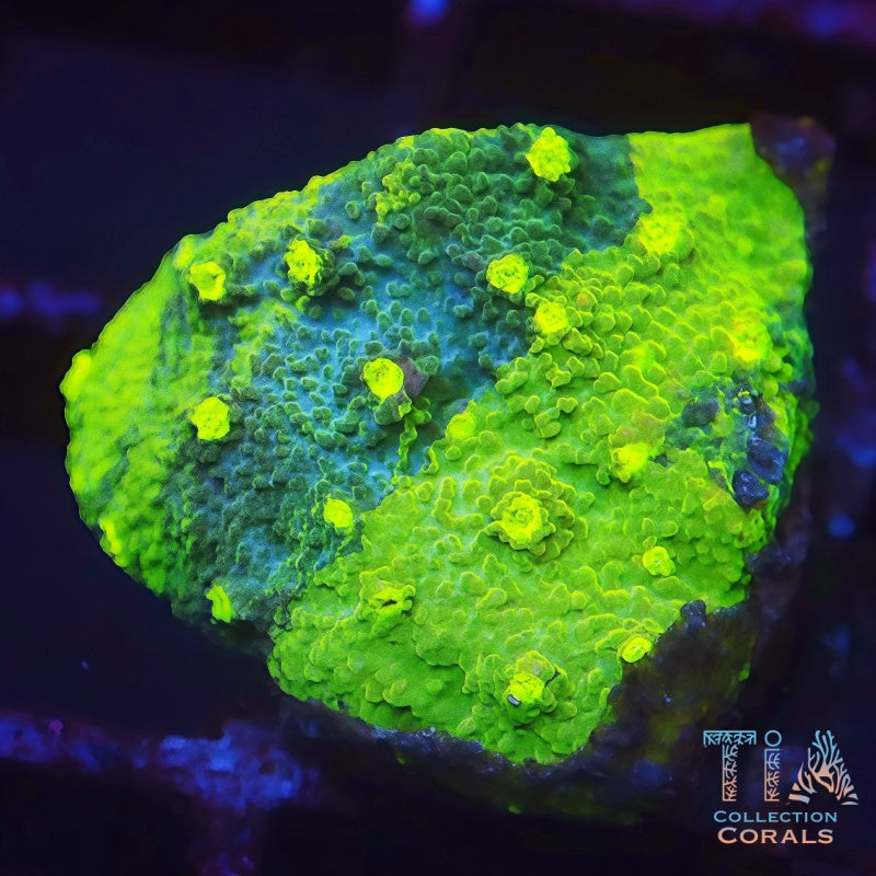 Green Grafted Monti Cap Frag - Live SPS Coral for Sale | TIA Coral