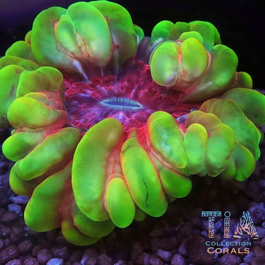 TIA Green Lantern Cynarina - Live LPS Coral for Sale | TIA Coral