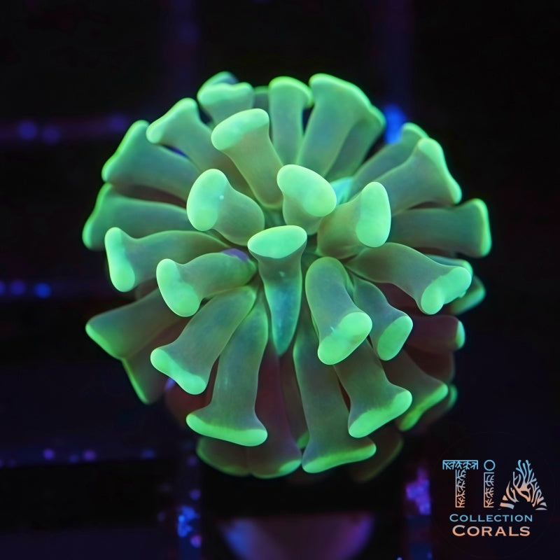Green On Green Hammer Frag - Live LPS Coral for Sale | TIA Coral