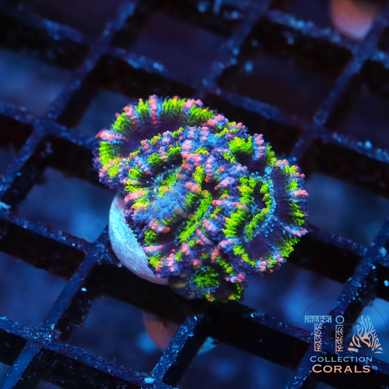 New TIA Hanabi Rainbow Acan Frag - Live LPS Coral for Sale | TIA Coral