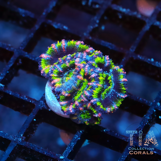 New TIA Hanabi Rainbow Acan Frag - Live LPS Coral for Sale | TIA Coral