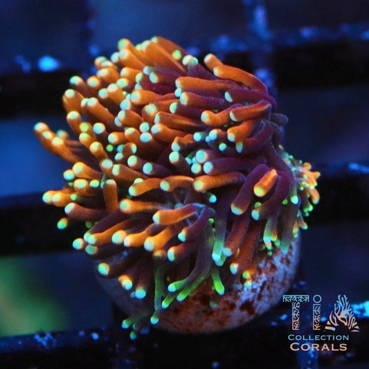 Hell Fire Galaxea Frag - Live LPS Coral for Sale | TIA Coral