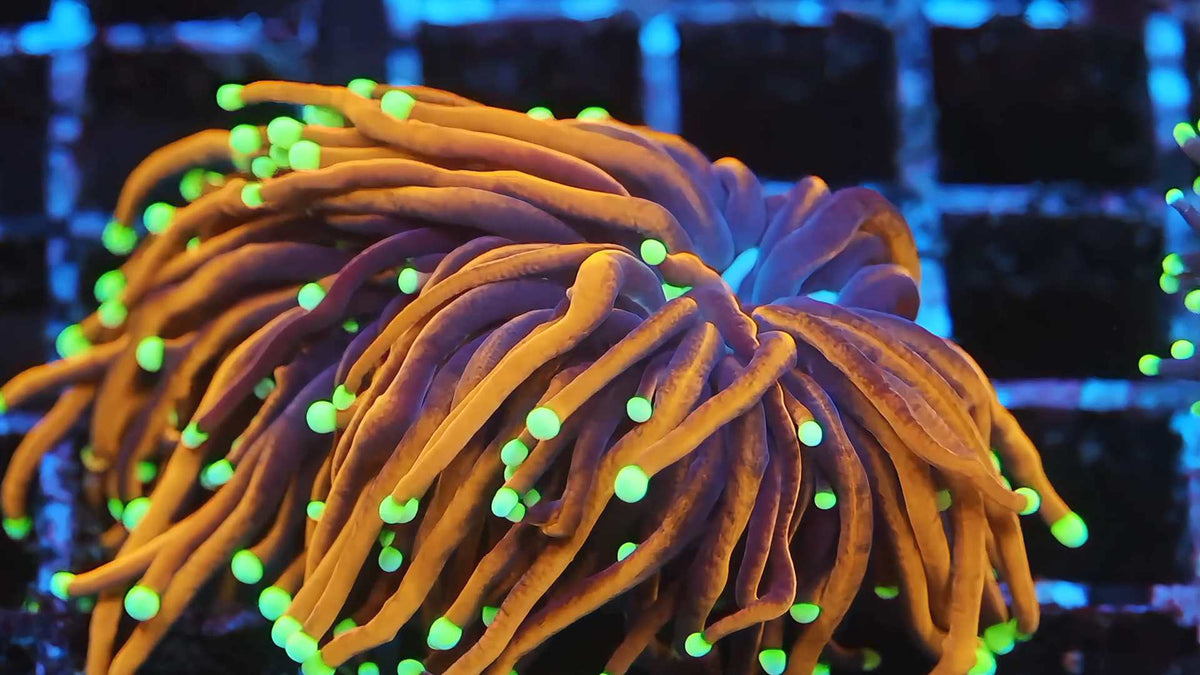 Coral under reef lighting at TIA Collection Corals