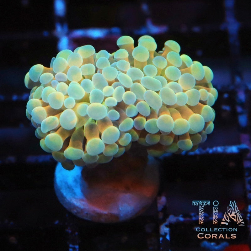 Holy Grail Frammer Frag - Live LPS Coral for Sale | TIA Coral