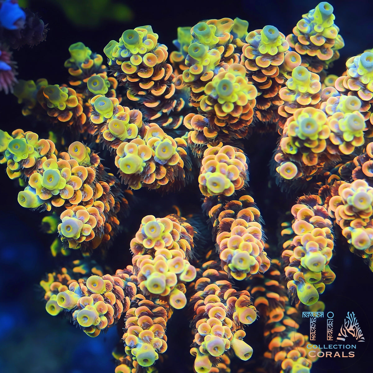 TIA Honeyflare Tenuis Colony - Mother Colony | TIA Coral