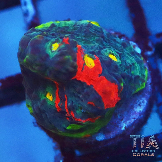 IMG_9941 Frag - Live LPS Coral for Sale | TIA Coral