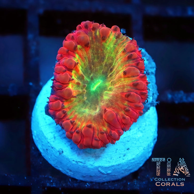 TIA Immortal Blasto Frag - Live LPS Coral for Sale | TIA Coral