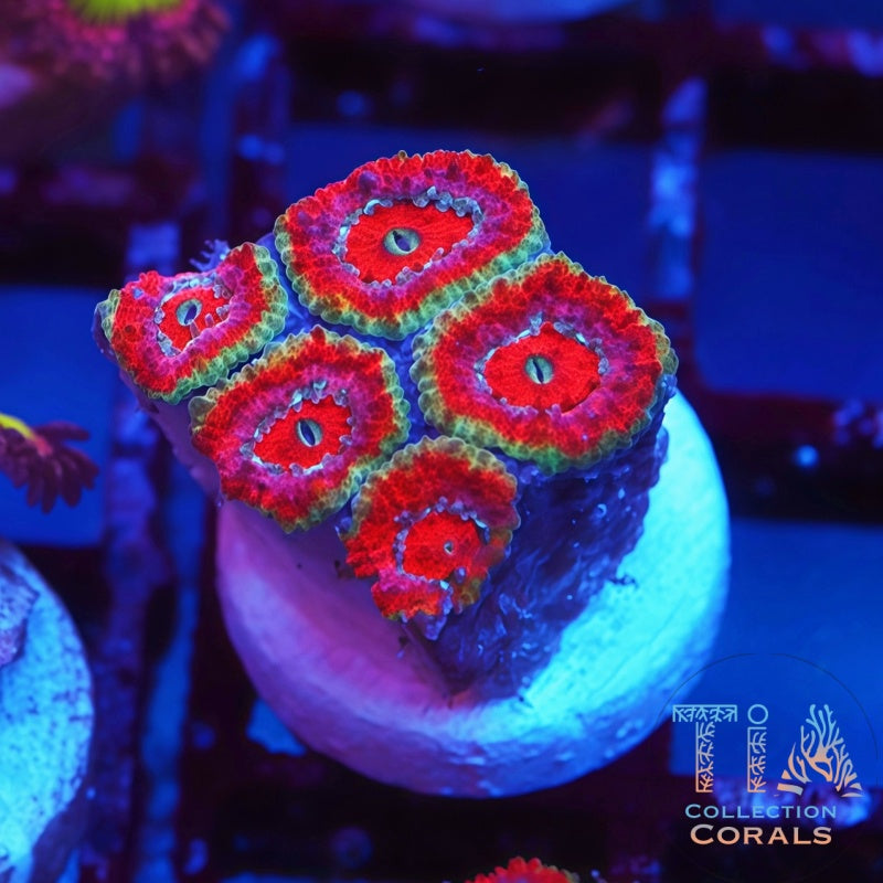 Indo Gold Rim Acan Frag - Live LPS Coral for Sale | TIA Coral