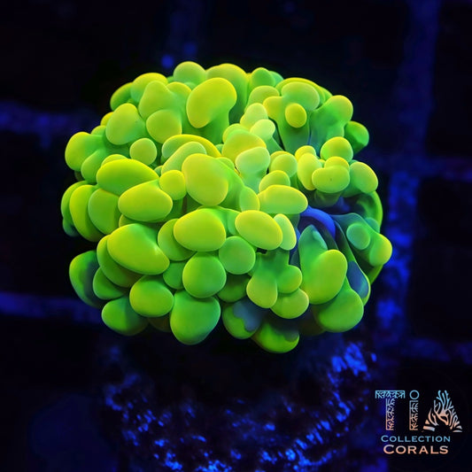 Insane Bright Yellow Hammer Frag - Live LPS Coral for Sale | TIA Coral