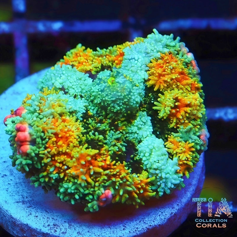TIA Insane Frankenstein Mushroom 2 - Live Softies Coral for Sale | TIA Coral