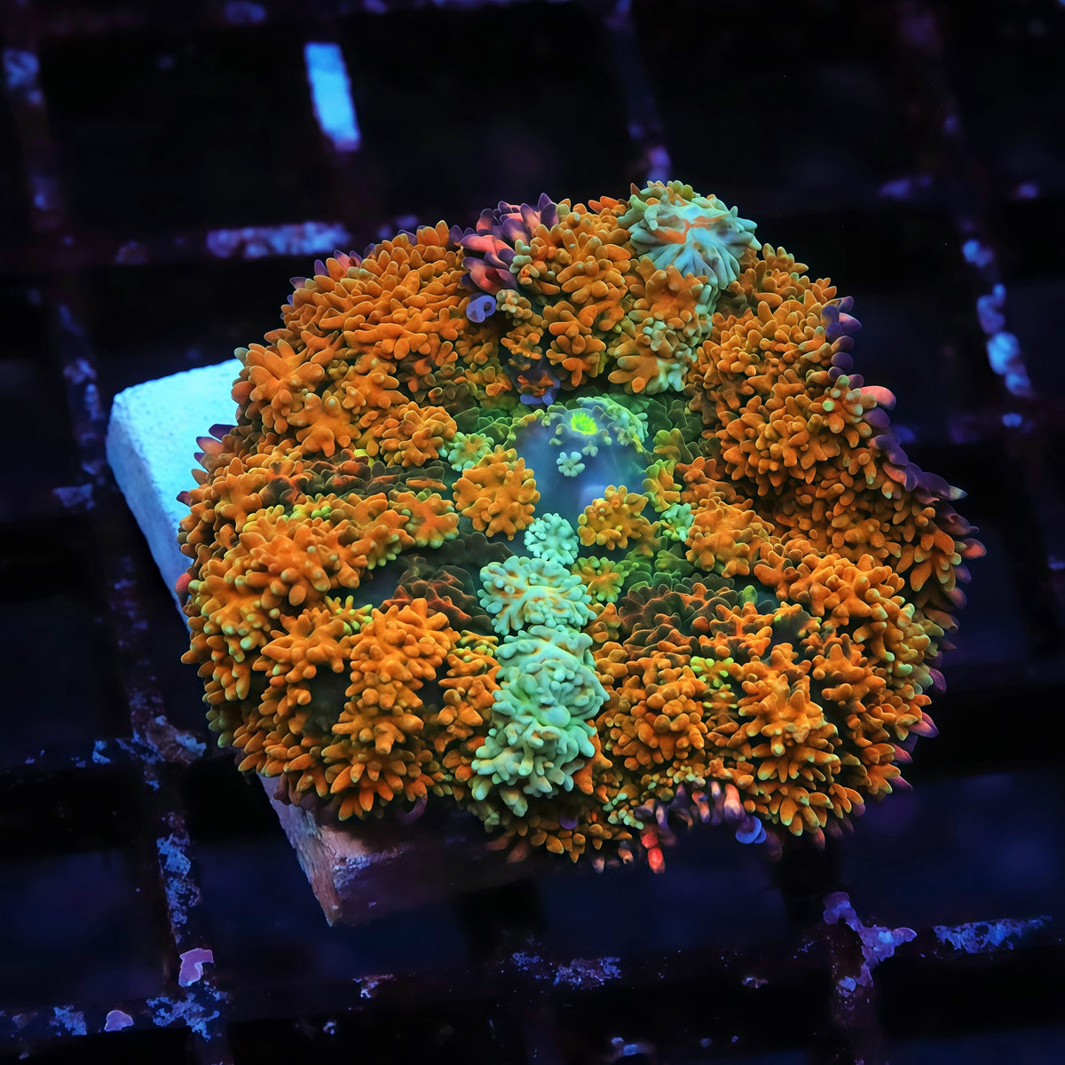 TIA Insane Grizzly Frankenstein Mushroom - Live Softies Coral for Sale | TIA Coral