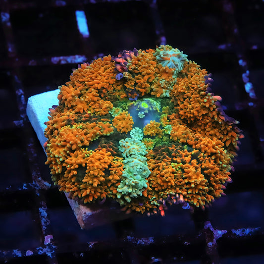 TIA Insane Grizzly Frankenstein Mushroom - Live Softies Coral for Sale | TIA Coral