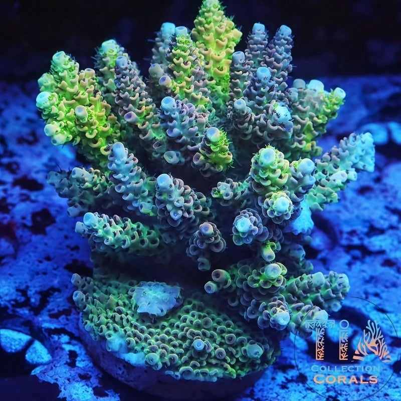 TIA Into a Dream Grafted Tenuis (cut to order) - Live SPS Coral for Sale | TIA Coral