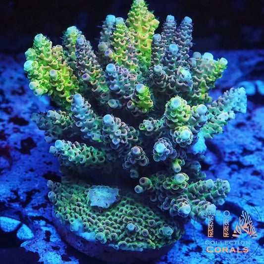 TIA Into a Dream Grafted Tenuis (cut to order) - Live SPS Coral for Sale | TIA Coral