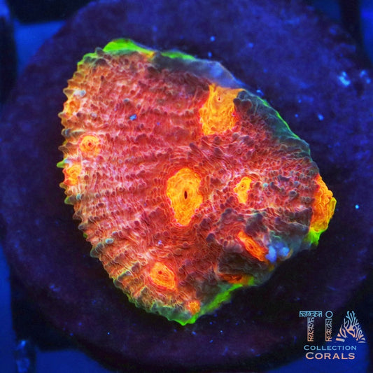 Iron Man Chalice Frag - Live LPS Coral for Sale | TIA Coral