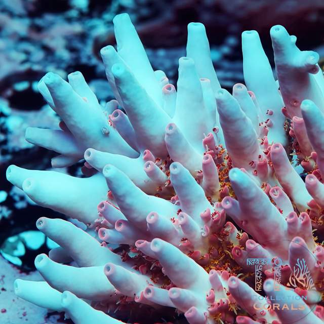 SPS Corals