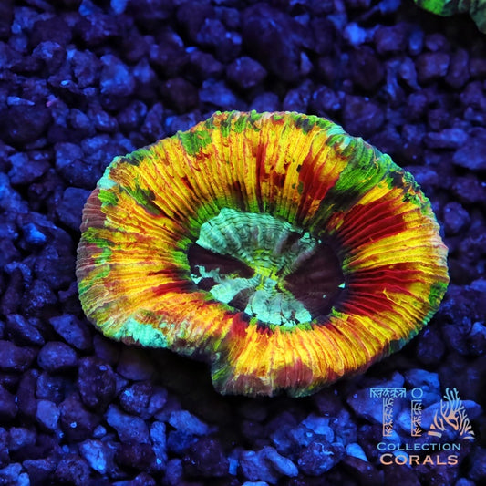 TIA Jack's Bloodbath Trachyphyllia - Live LPS Coral for Sale | TIA Coral