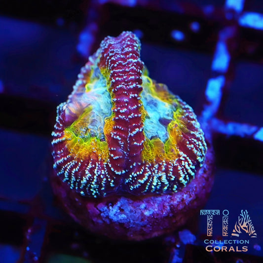 Jake Adam's Gambit Favia - Live LPS Coral for Sale | TIA Coral