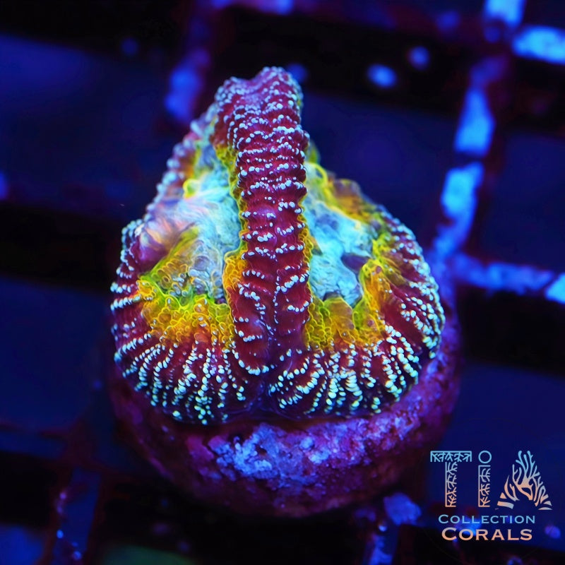 Jake Adam's Gambit Favia - Live LPS Coral for Sale | TIA Coral