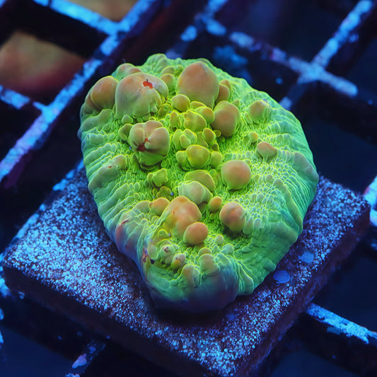 TIA Jarhead Bounce Chalice 2 - Live LPS Coral for Sale | TIA Coral