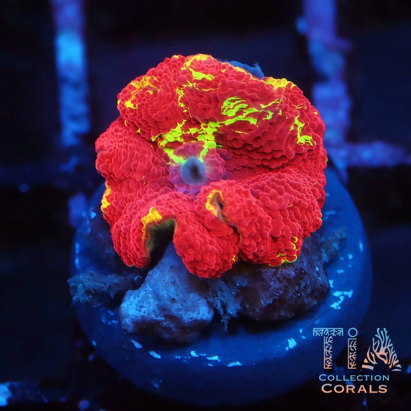 Jaw Breaker Mushroom 1 - Live Softies Coral for Sale | TIA Coral