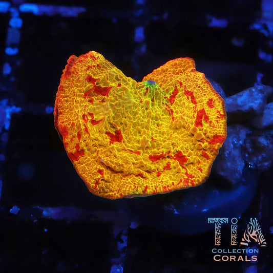 Jaw Breaker Mushroom 2 - Live Softies Coral for Sale | TIA Coral
