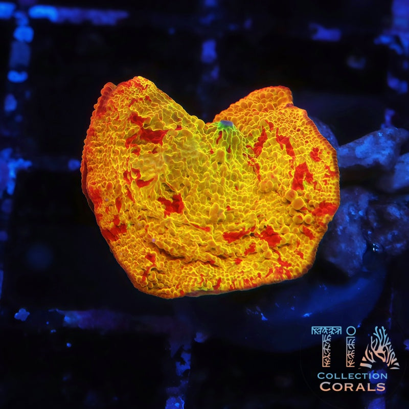 Jaw Breaker Mushroom 2 - Live Softies Coral for Sale | TIA Coral