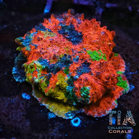TIA Kaleido Meltdown Rainbow Chalice Colony (cut to order) - Live LPS Coral for Sale | TIA Coral