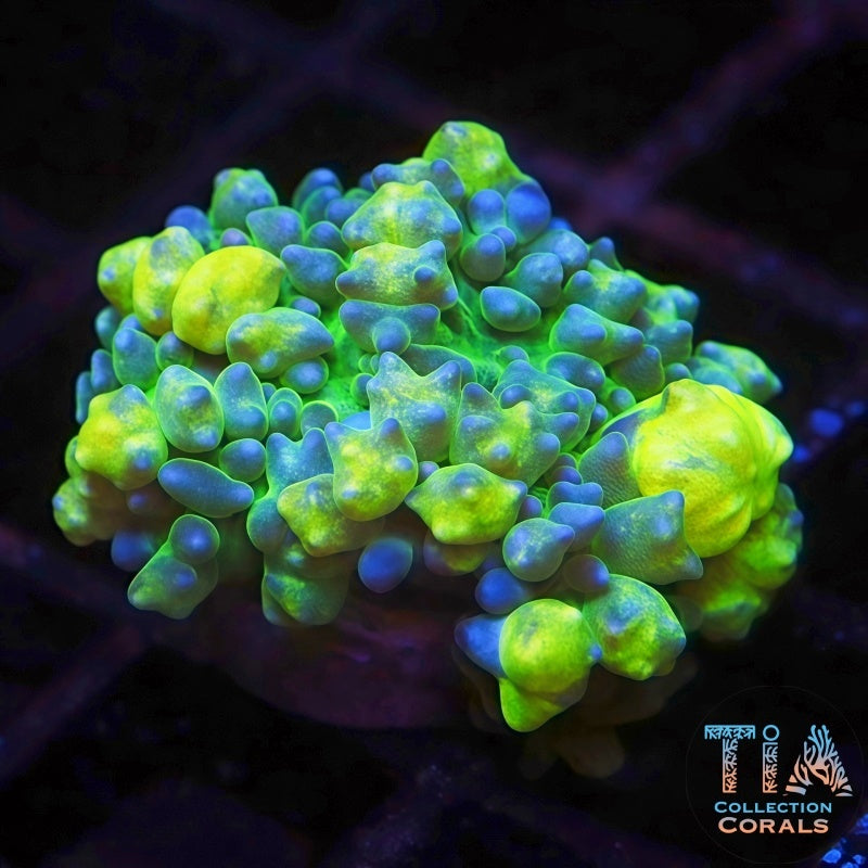 Large Lemon Head Mushroom - Live Softies Coral for Sale | TIA Coral