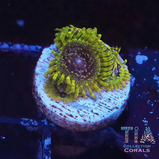 Le Royale Zoanthids Frag - Live Softies Coral for Sale | TIA Coral