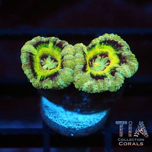 New Mardi Gras Acan Frag - Live LPS Coral for Sale | TIA Coral