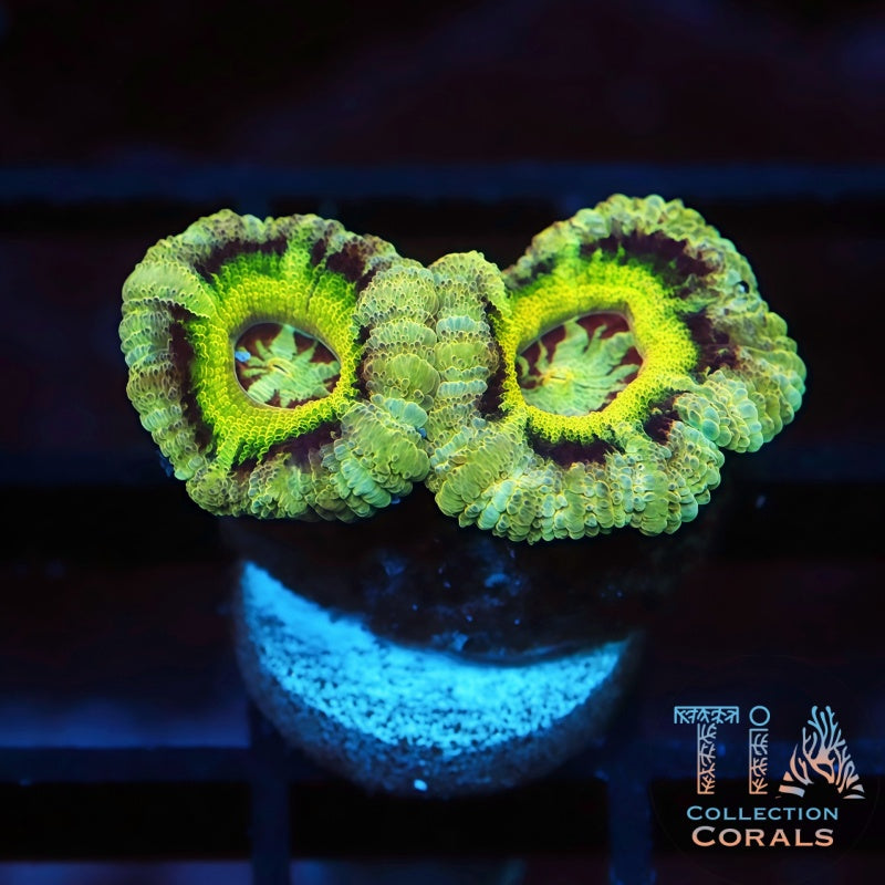 New Mardi Gras Acan Frag - Live LPS Coral for Sale | TIA Coral