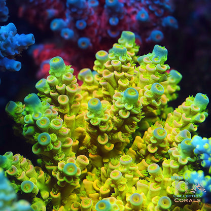 TIA Mello Yellow Tenuis Colony - Mother Colony | TIA Coral