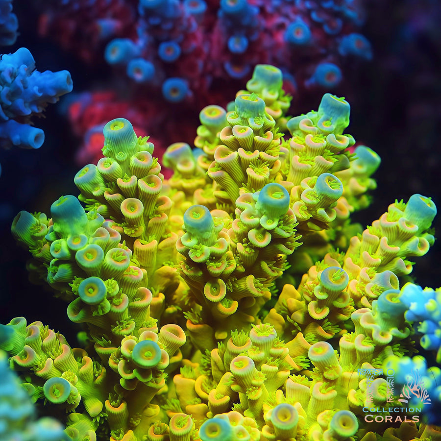TIA Mello Yellow Tenuis Colony (cut to order), SPS coral