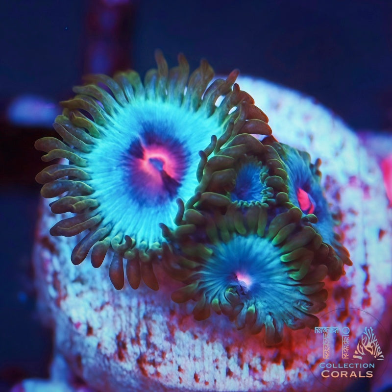 Miami Vice Zoanthids Frag - Live Softies Coral for Sale | TIA Coral