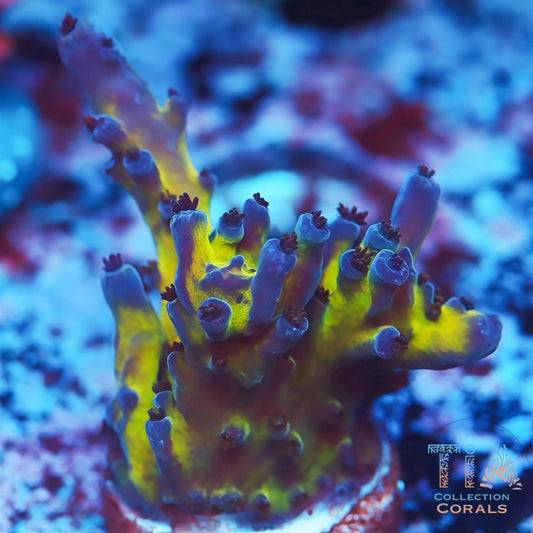 Miyagi Tort Acropora Frag - Live SPS Coral for Sale | TIA Coral