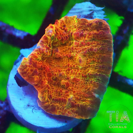 TIA Molten Orbs Chalice Frag - Live LPS Coral for Sale | TIA Coral