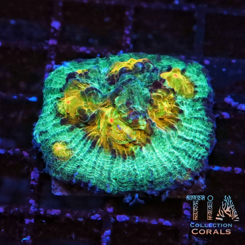 TIA Monster's Eyes Chalice Colony (cut to order) - Live LPS Coral for Sale | TIA Coral