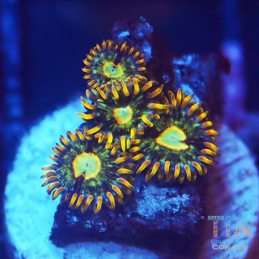 Murder Hornet Zoanthids Frag - Live Softies Coral for Sale | TIA Coral
