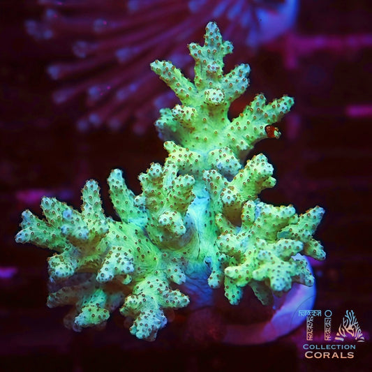 Neon Green Kenya Tree Frag - Live Softies Coral for Sale | TIA Coral
