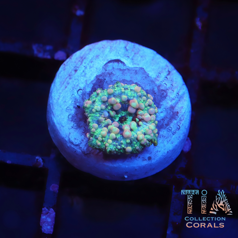Neptune Bounce Mushroom - Live Softies Coral for Sale | TIA Coral