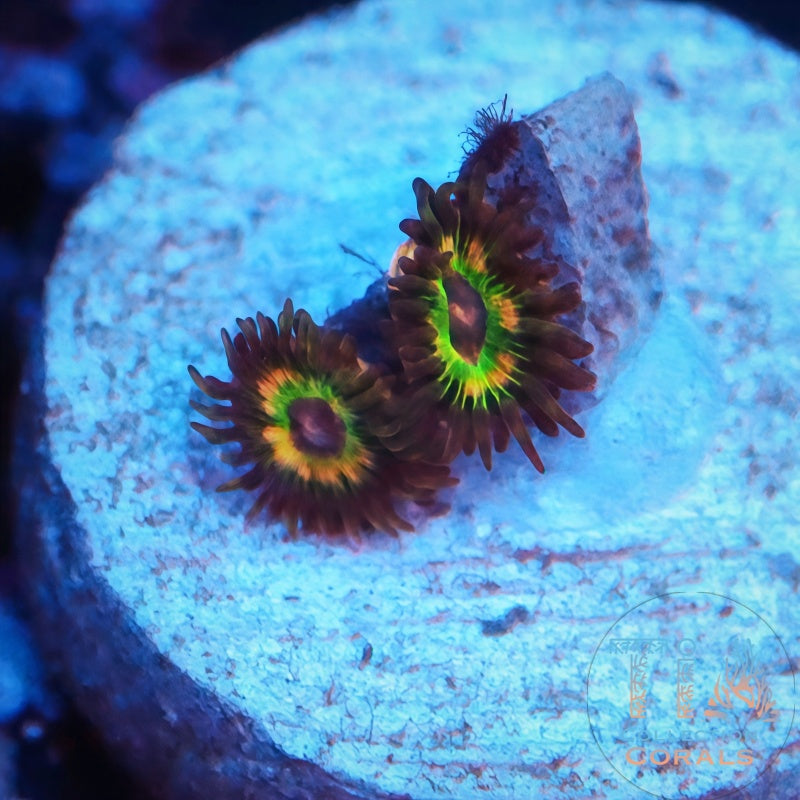 New Luigi's Mansion Zoanthids Frag - Live Softies Coral for Sale | TIA Coral