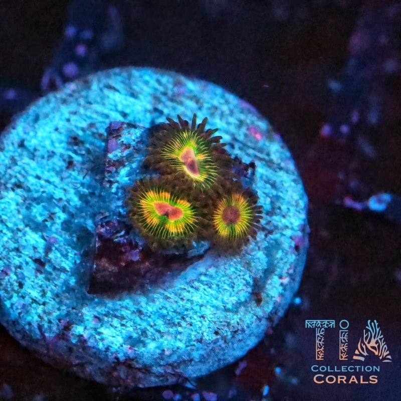 Luigi's Mansion Zoanthids Frag, soft coral